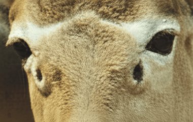 Найрідкісніша “чотириока” тварина на межі зникнення: у світі лишилось кілька сотень особин
