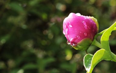 Секрет рясного цвітіння півоній: зробіть з кущами просту річ - результат вас здивує