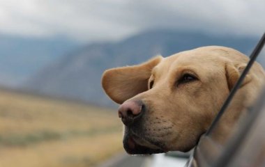 Водитель превысил скорость и пытался поменяться местами с собакой, чтобы избежать ареста