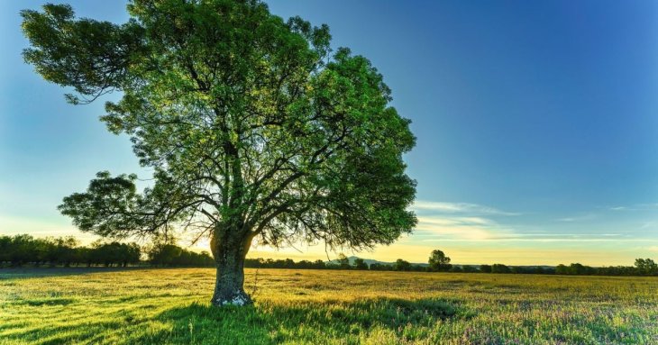 Захист чи шкода: чи потрібно білити дерева навесні