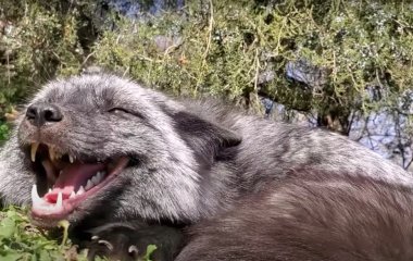 Несподіваний талант: Мережі підкорила лисиця, яка співає як людина