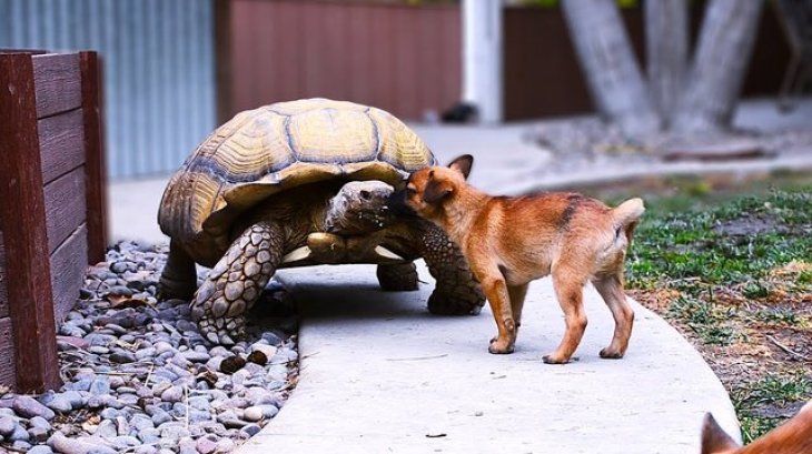 Сеть покорили попытки щенка подружиться с черепахой (ВИДЕО)
