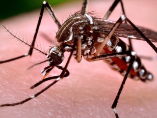 Як зменшити свербіж після укусів комарів: швидкі способи без ліків