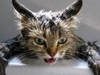 Загадкові чорні плями в очах котів: вчені назвали можливу причину