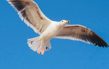 Чайка, которую невозможно обмануть, развеселила Сеть (ВИДЕО)