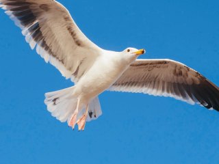 Чайка, которую невозможно обмануть, развеселила Сеть (ВИДЕО)