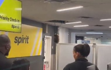 Дика тварина стрибнула зі стелі аеропорту та погналася за наляканими туристами: хто це був (відео)