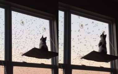 Огромная стая птиц загипнотизировала кота у окна ( ВИДЕО)