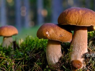 Де шукати білі гриби: досвідчені грибники розкрили найурожайніші місця