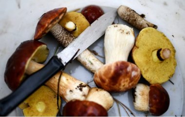 Частину їстівних грибів визнали небезпечними