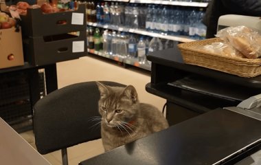 Пухнастий касир: кіт Гоша понад рік 