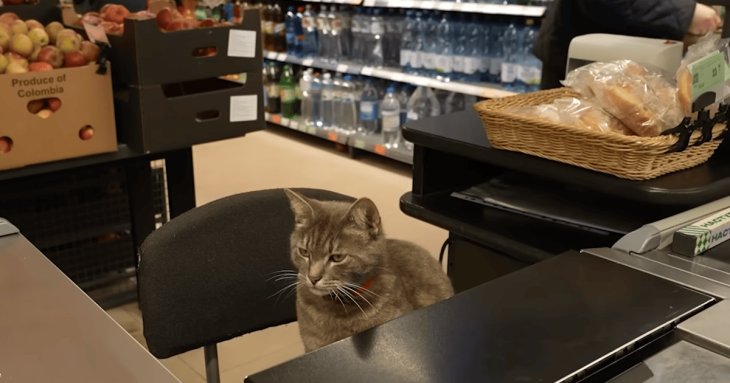 Пухнастий касир: кіт Гоша понад рік 