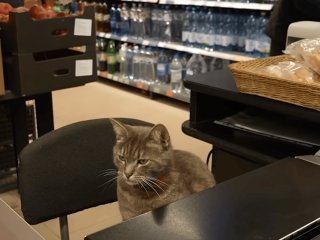 Пухнастий касир: кіт Гоша понад рік 