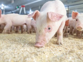 Сети насмешили свиньи с необычным талантом (ВИДЕО)