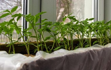 Що посіяти на розсаду в березні: перелік овочів та квітів від експерта