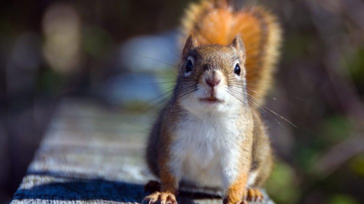 Пользователей рассмешило «нападение» белки на супермаркет (ВИДЕО)