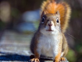 Пользователей рассмешило «нападение» белки на супермаркет (ВИДЕО)