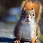 Пользователей рассмешило «нападение» белки на супермаркет (ВИДЕО)