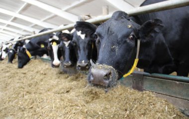 Ці кумедні корови втекли з ферми, щоб викупатися в озері (ФОТО)