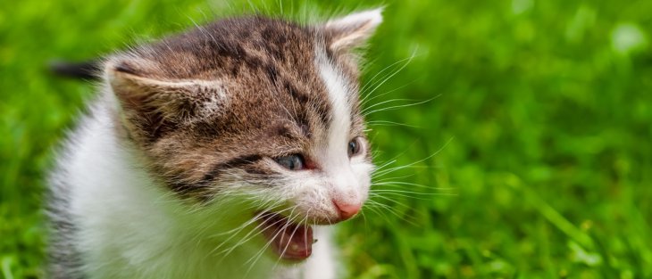 Смішне відео про те, як тер'єр прикольно копіює ходу свого друга корги
