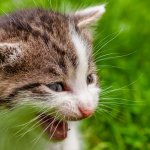 Смешное видео о том, как терьер прикольно копирует походку своего друга корги