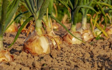 Посипте грядку — і цибуля виросте з кулак: рецепт засобу, який передають із покоління в покоління