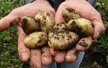 Як можна отримати дуже великий урожай картоплі: хитрощі городників зі стажем, які не потребують хімії