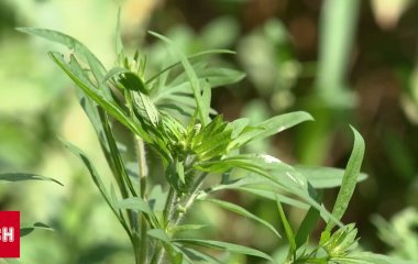 Бур’яни і клопи захоплюють Україну: що кажуть екологи про зміни клімату