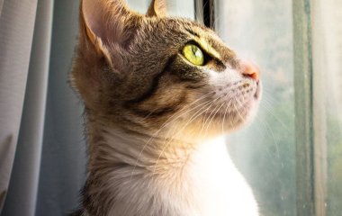 Чому коти можуть годинами дивитись у вікно: вони мають на це поважну причину