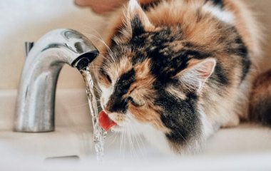 Чому коти п'ють воду з унітазу, з-під крана чи у ванній: три основні причини