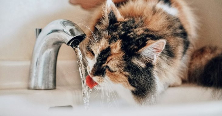 Чому коти п'ють воду з унітазу, з-під крана чи у ванній: три основні причини