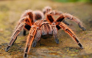 Великий павук потрапив у прямий ефір у Великій Британії (відео)