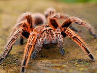 Большой паук попал в прямой эфир в Великобритании (видео)
