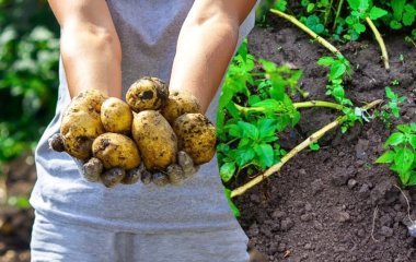 Найкращі ранні сорти картоплі, які дозрівають у червні: що варто посадити цієї весни
