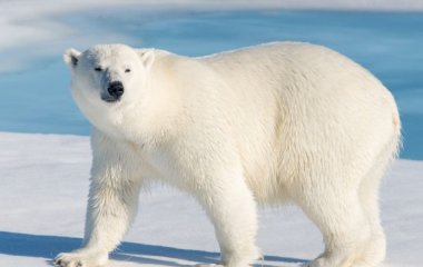 Уборщица в зоопарке прогнала белого медведя веником (видео)