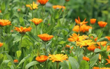Яку квітку посадити на городі, щоб шкідники забули до вас дорогу