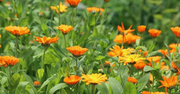 Яку квітку посадити на городі, щоб шкідники забули до вас дорогу