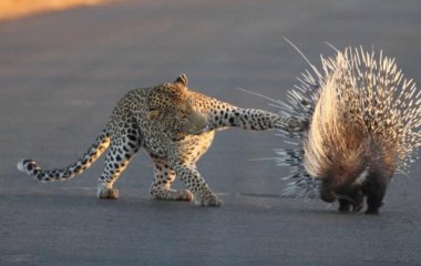 Леопард напал на дикобраза, но в итоге остался ни с чем.