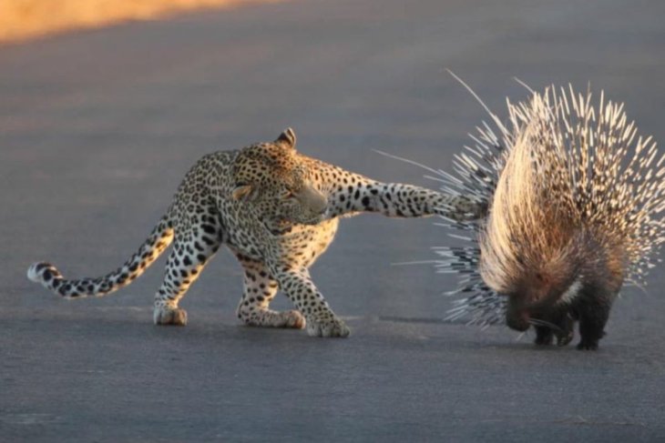 Леопард напал на дикобраза, но в итоге остался ни с чем.