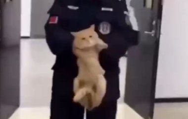 Поліція 