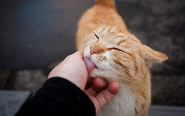 Кошка вздремнула в детской колыбельке и покорила YouTube (ВИДЕО)