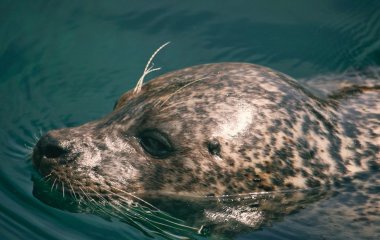 Звідки він узявся: гігантське морське створіння перелякало туриста (відео)