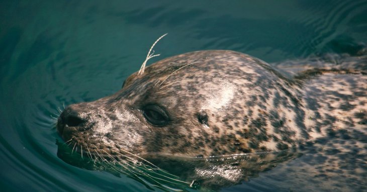 Звідки він узявся: гігантське морське створіння перелякало туриста (відео)