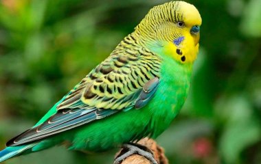 Попугай, попавшийся за заточкой клюва, рассмешил своим хамством