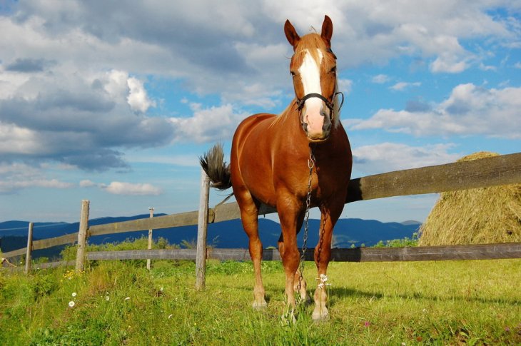 Самая маленькая лошадка в мире покоряет Сеть (ВИДЕО)