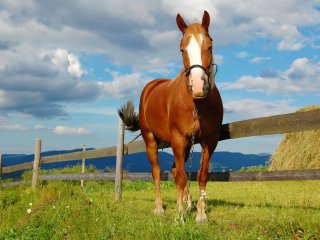 Самая маленькая лошадка в мире покоряет Сеть (ВИДЕО)