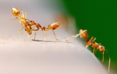 Як позбутися мурах в теплиці без шкоди для рослин: дієві засоби