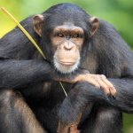 В Индии обезьяна помогла водителю «рулить» маршруткой (ВИДЕО)