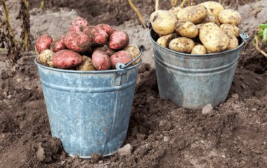 Коли копати картоплю у 2025 році: оптимальні терміни залежно від регіону, за місячним календарем