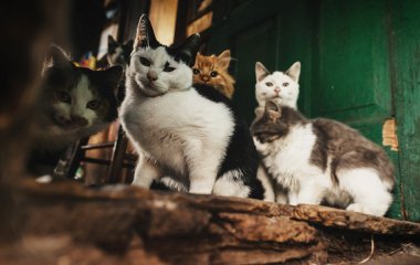 Наявність домашніх вихованців назвали вкрай важливою для одиноких людей